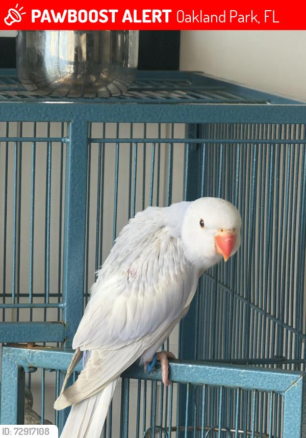 Lost Male Bird last seen Prospect rd , Oakland Park, FL 33334