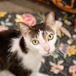 Shelter Stray Male Cat last seen , 3607 N Armenia Ave, Tampa, FL 33607, USA