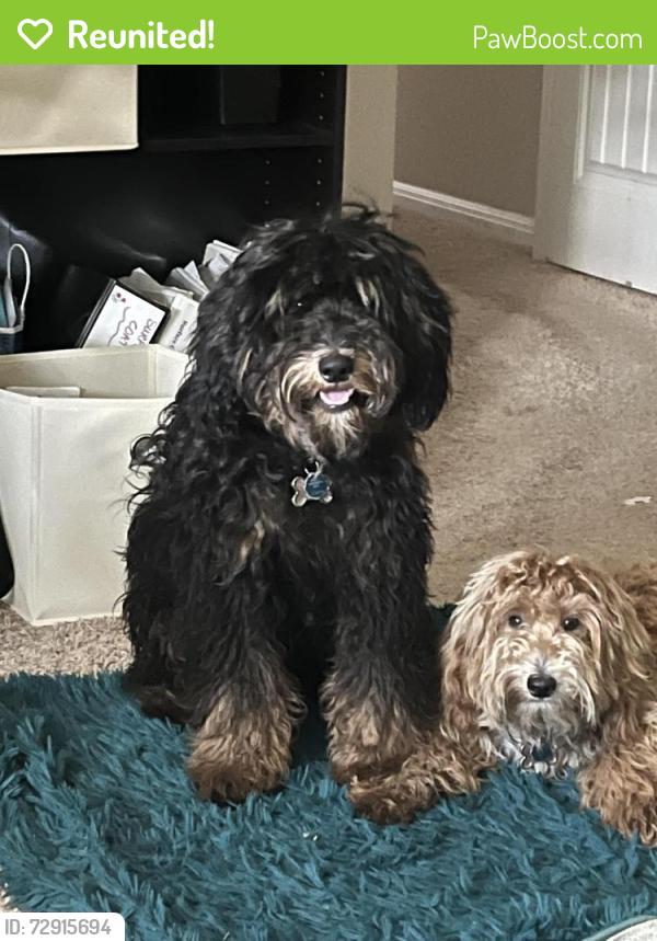 Reunited Male Dog last seen Dessau, Howard Lane, Parmer Ln, Pflugerville, TX 78660