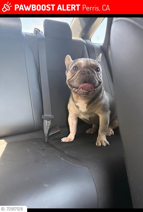 Lost Male Dog last seen Near , Perris, CA 92571