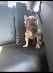 Lost Male Dog last seen Near , Perris, CA 92571