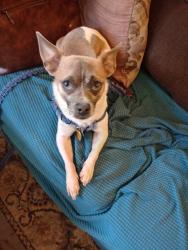 Lost Male Dog last seen 19th and pierce, Denver, CO 80214