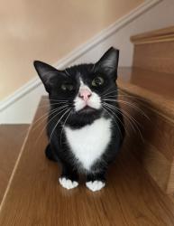 Reunited Male Cat last seen Tanglewood Elementary or Bellaire and Hulen, Fort Worth, TX 76109