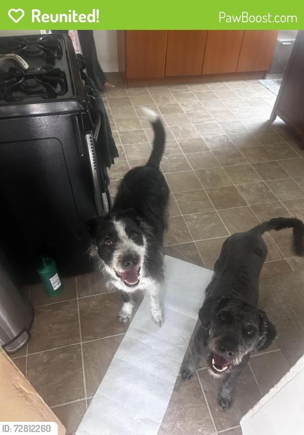 Reunited Male Dog last seen Near Hampton Dart station , Dallas, TX 75208