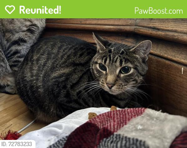 Reunited Female Cat last seen E. Locust Newberry Blvd, Milwaukee, WI 53211