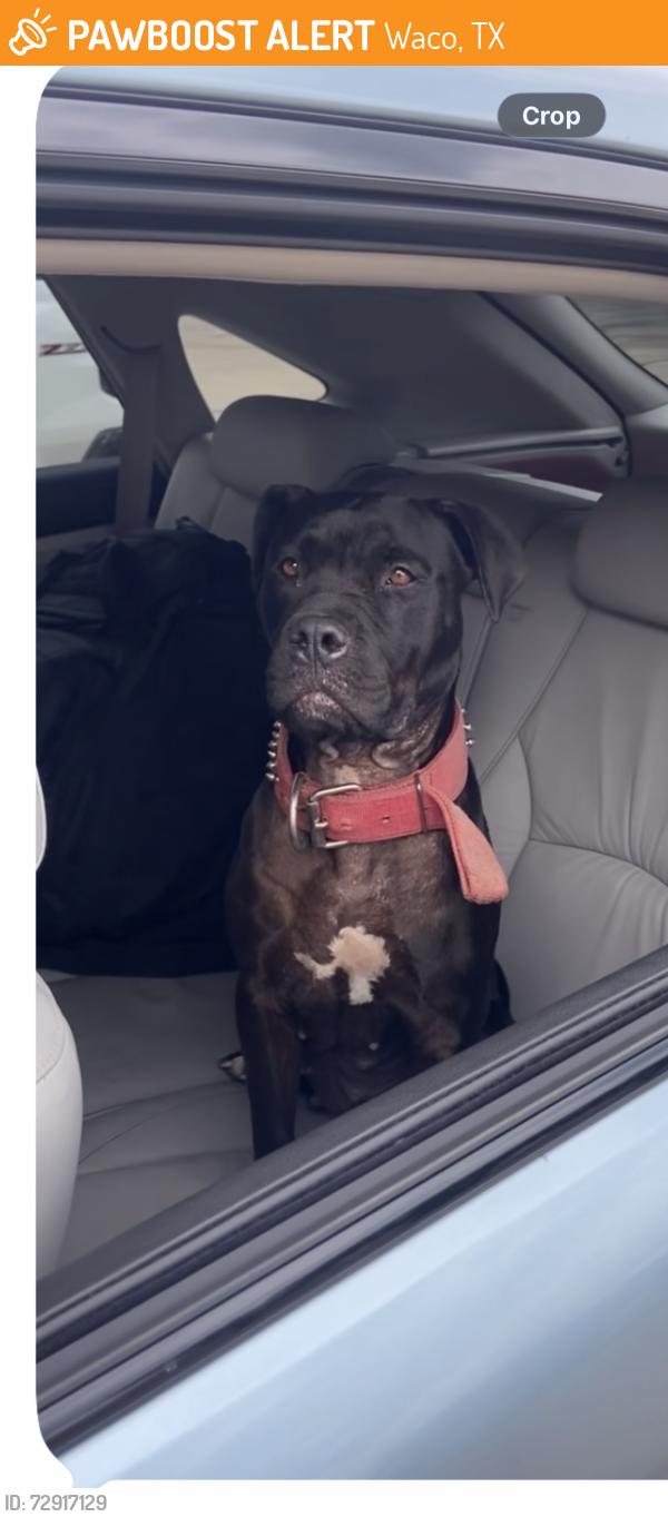 Found/Stray Male Dog last seen Hwy 44 and Primrose, Waco, TX 76706