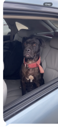Found/Stray Male Dog last seen Hwy 44 and Primrose, Waco, TX 76706