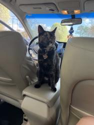Reunited Female Cat last seen Near Issaqueena Trail, Central, SC 29630, USA, Central, SC 29630
