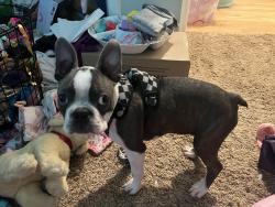 Lost Male Dog last seen church, Union Grove, AL 35175