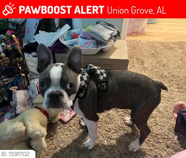 Lost Male Dog last seen church, Union Grove, AL 35175