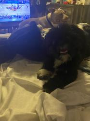 Reunited Male Dog last seen Martin drive area, Milwaukee, WI 53208