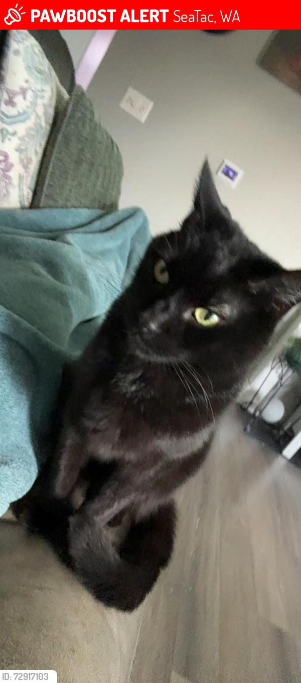 Lost Male Cat last seen S 144th St & 28th Ave S SeaTac, WA, SeaTac, WA 98168