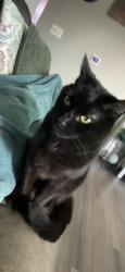 Lost Male Cat last seen S 144th St & 28th Ave S SeaTac, WA, SeaTac, WA 98168