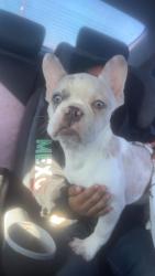 Lost Female Dog last seen Nata dos ct , Stockton, CA 95210