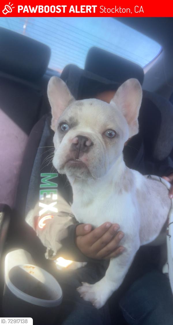 Lost Female Dog last seen Nata dos ct , Stockton, CA 95210