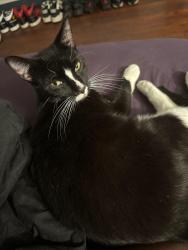 Reunited Male Cat last seen Orchard and river streets, Scranton, PA 18505
