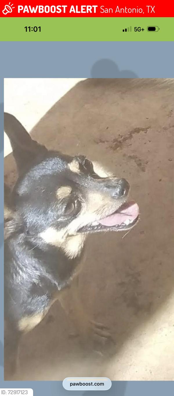 Lost Female Dog last seen Brickwood , San Antonio, TX 78250