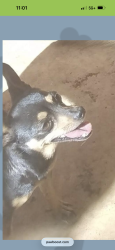 Lost Female Dog last seen Brickwood , San Antonio, TX 78250