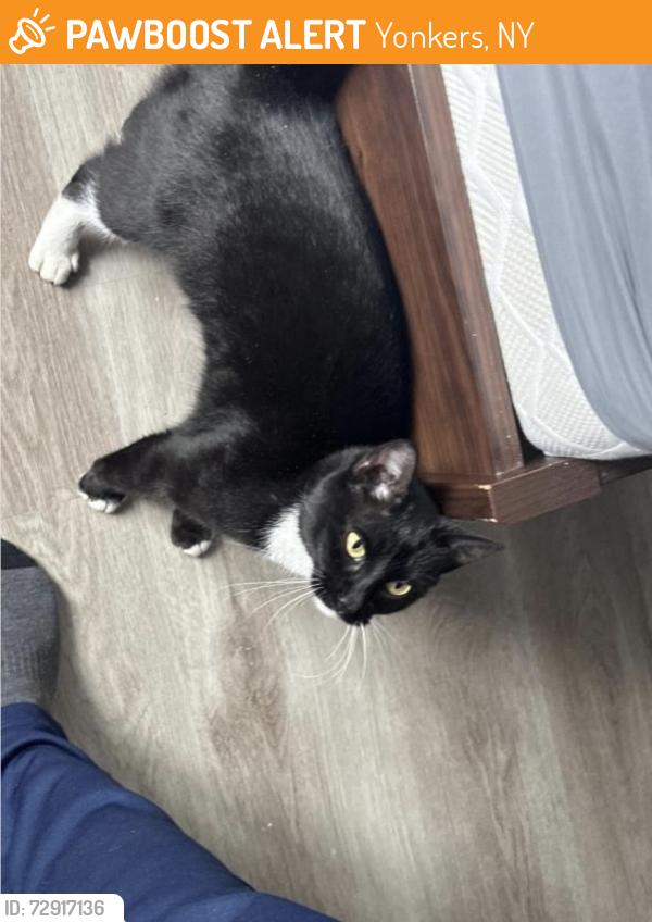 Found/Stray Female Cat last seen Near warburton parking lot, Yonkers, NY 10701