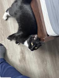 Found/Stray Female Cat last seen Near warburton parking lot, Yonkers, NY 10701