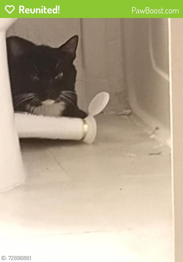 Reunited Male Cat last seen Images circle complex 192 / polonisian , Osceola County, FL 34746