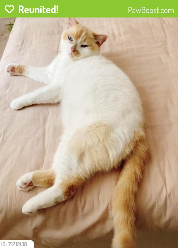 Reunited Male Cat last seen Near Irving St, San Francisco, CA 94122, USA, San Francisco, CA 94122