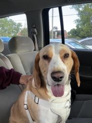Reunited Male Dog last seen Near Commons Dr , Annandale, VA 22003
