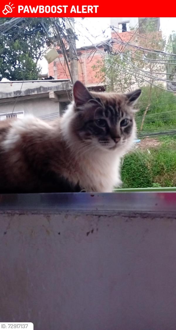 Lost Female Cat last seen Casa de ração  bar do chapadinha próximo  ao final de ônibus  jardim  vera cruz, Jardim Vera Cruz(Zona Sul), SP 04965-000