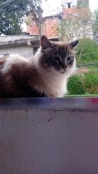 Lost Female Cat last seen Casa de ração  bar do chapadinha próximo  ao final de ônibus  jardim  vera cruz, Jardim Vera Cruz(Zona Sul), SP 04965-000