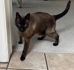 Reunited Male Cat last seen Awhatukee- E. Sequoia Trail, Phoenix, AZ 85044