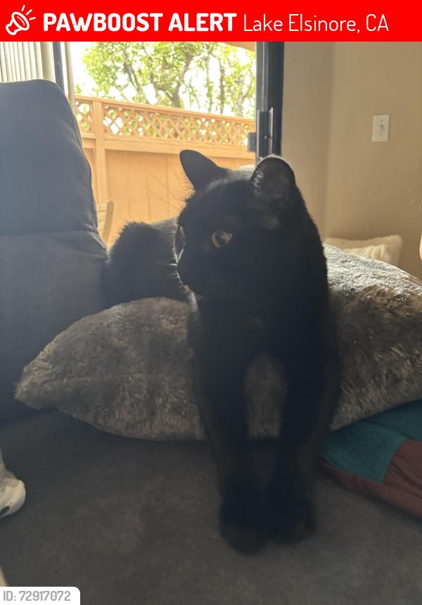 Lost Female Cat last seen Porta marina and savona near Terracina, Lake Elsinore, CA 92530