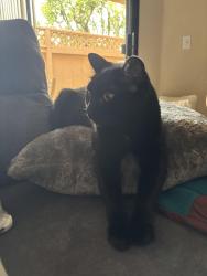 Lost Female Cat last seen Porta marina and savona near Terracina, Lake Elsinore, CA 92530