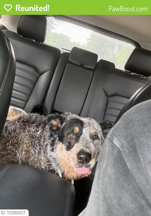 Reunited Female Dog last seen Sublet and Matlock, Arlington, TX 76002