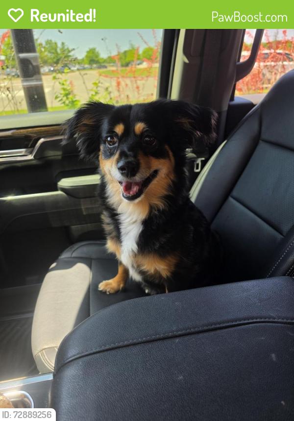 Reunited Female Dog last seen Matlock , Mansfield, TX 76063