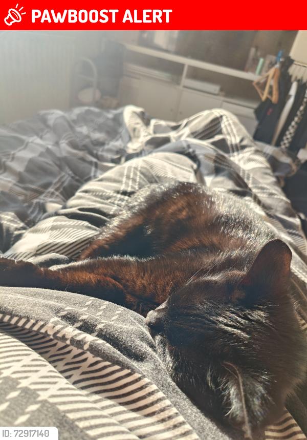 Lost Female Cat last seen Near Alma park close, Lincolnshire, England NG31 9SX