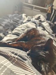 Lost Female Cat last seen Near Alma park close, Lincolnshire, England NG31 9SX