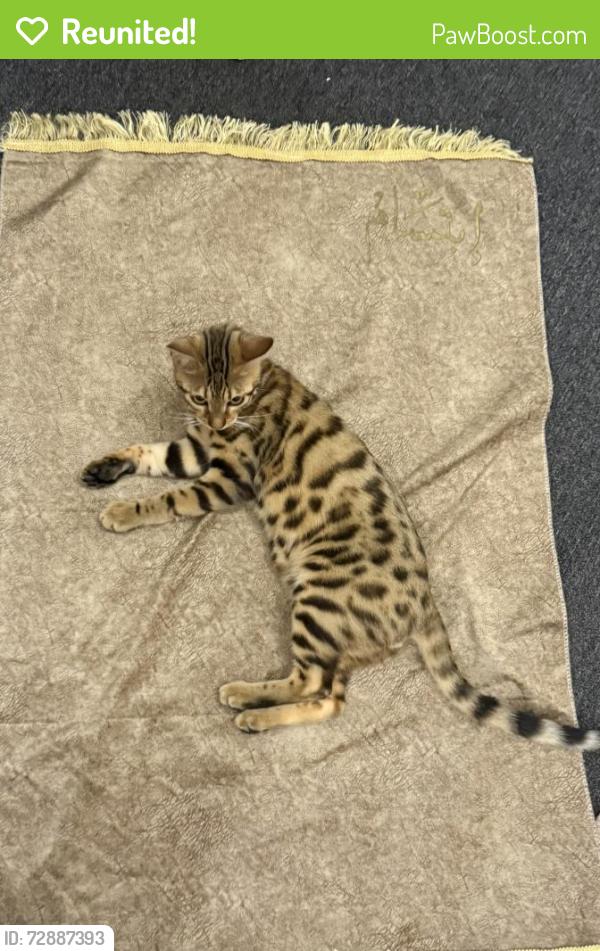 Reunited Male Cat last seen 4th and Kirkland place SE, Renton, WA 98056