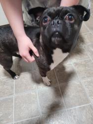 Found/Stray Male Dog last seen North gale st, Indianapolis, IN 46218
