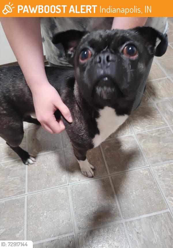 Found/Stray Male Dog last seen North gale st, Indianapolis, IN 46218