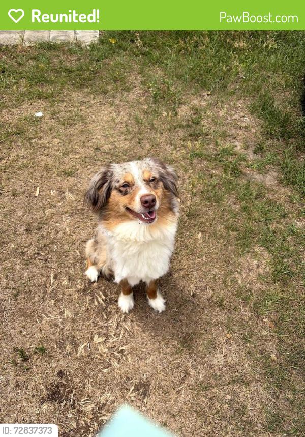 Reunited Male Dog last seen In yard ofbhome, Valrico, FL 33594