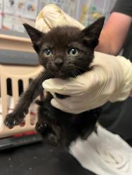 Shelter Stray Female Cat last seen Bexar County, New Braunfels, TX 78130