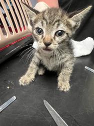 Shelter Stray Female Cat last seen Bexar County, New Braunfels, TX 78130