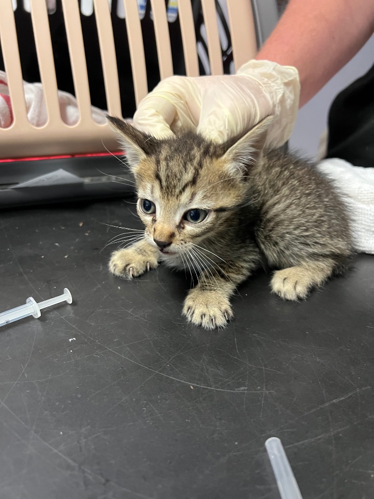 Shelter Stray Male Cat last seen Bexar County, New Braunfels, TX 78130