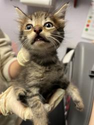 Shelter Stray Male Cat last seen Bexar County, New Braunfels, TX 78130