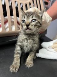 Shelter Stray Female Cat last seen Bexar County, New Braunfels, TX 78130