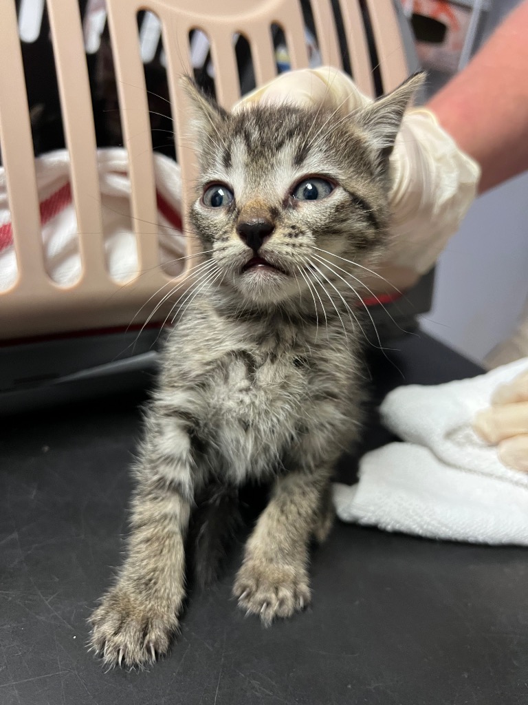 Shelter Stray Female Cat last seen Bexar County, New Braunfels, TX 78130