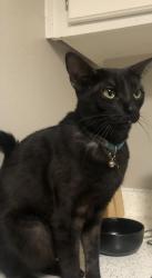 Reunited Male Cat last seen Near E Bell Rd, Phoenix, AZ 85022, USA, Phoenix, AZ 85022