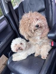 Reunited Female Dog last seen New Britain Ave, Hartford, CT 06114, USA, Hartford, CT 06114
