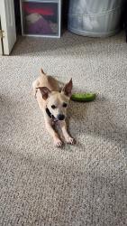 Reunited Male Dog last seen By Winfreys fudge , Wenham, MA 01984
