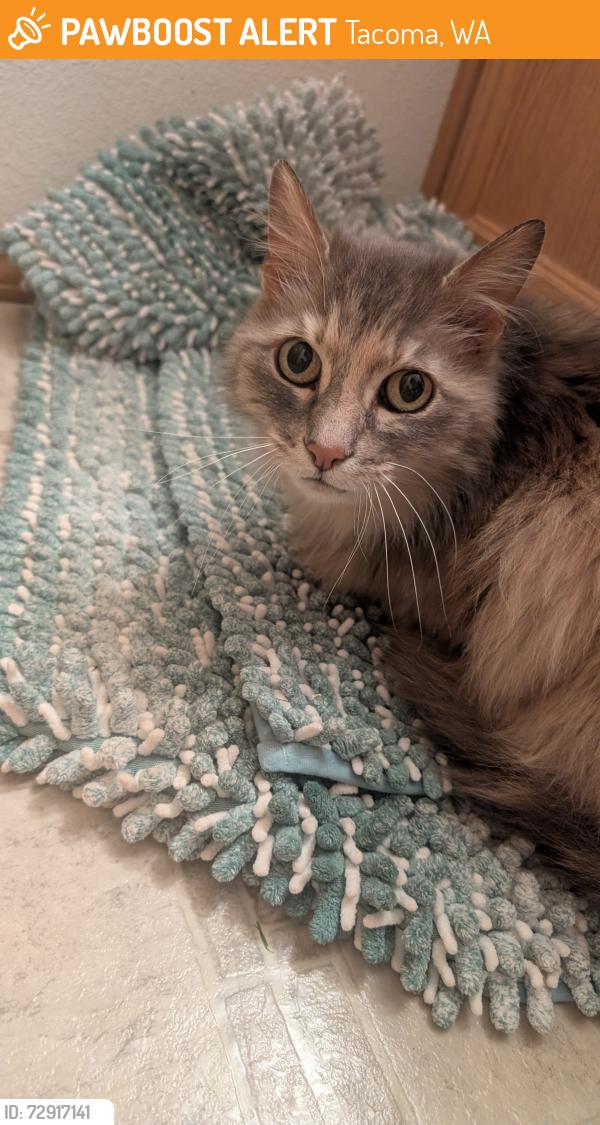 Found/Stray Female Cat last seen E 60th and Mckinley, Tacoma, WA 98404
